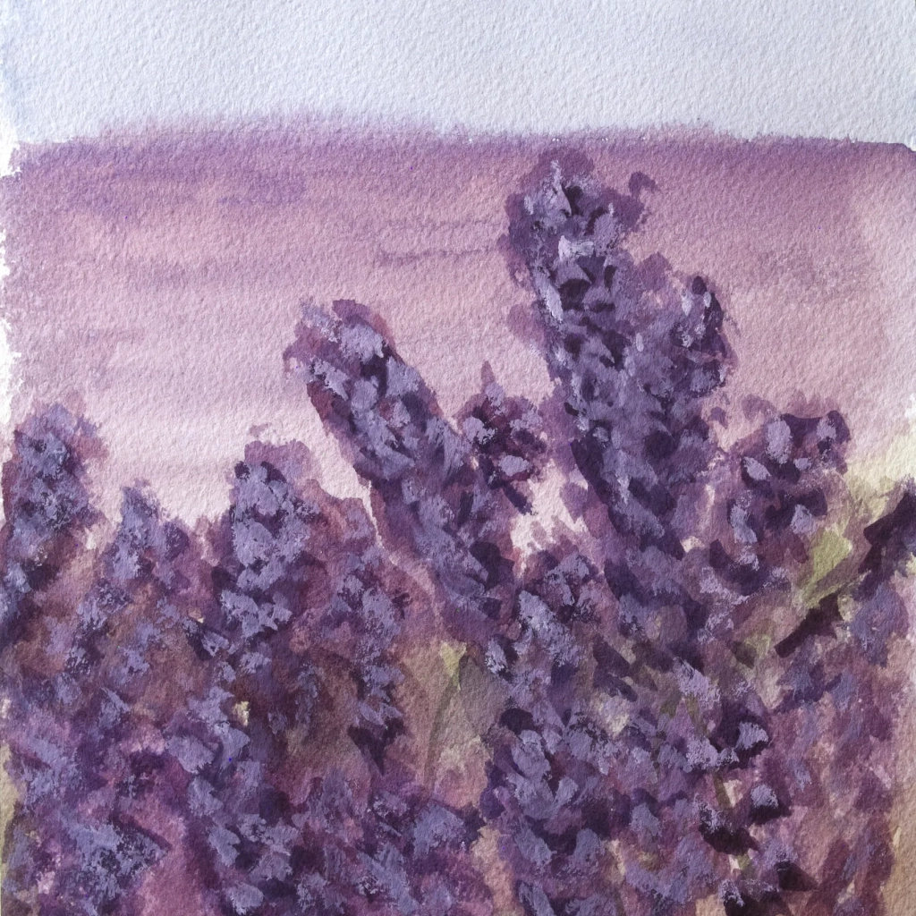 Watercolor painting of Lavender field